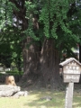 鑁阿寺-大銀杏