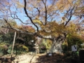 新田神社　大ケヤキ