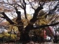 新田神社　大ケヤキ