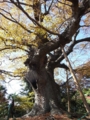 新田神社　大ケヤキ