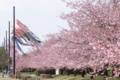 思川桜／小山総合公園