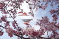 思川桜／小山総合公園