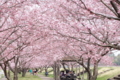 思川堤の思川桜