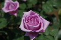20170523095603