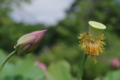 20180619083917