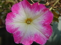 20181018055324
