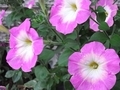 20181018055344