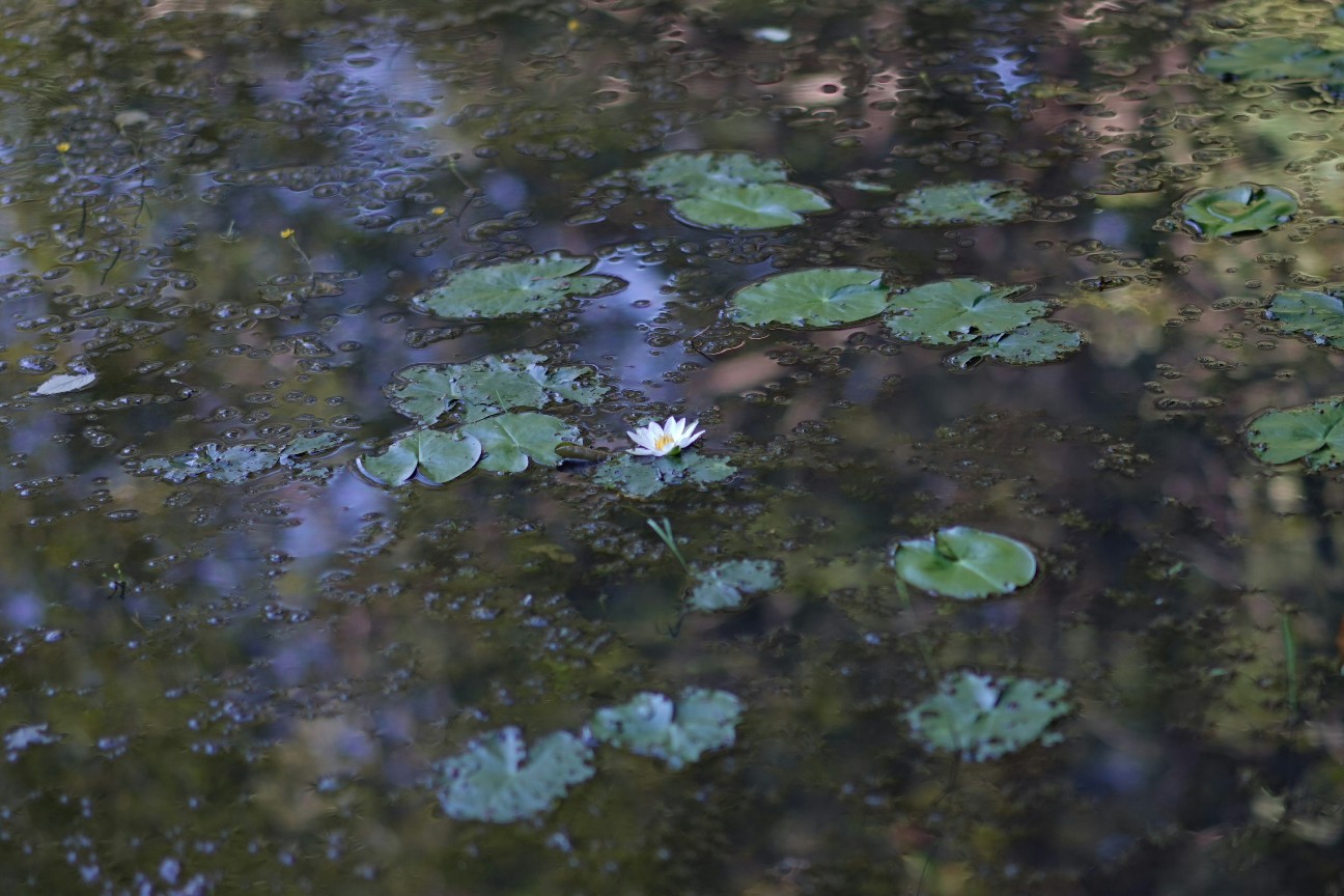 f:id:saiwai326:20250921214142j:image