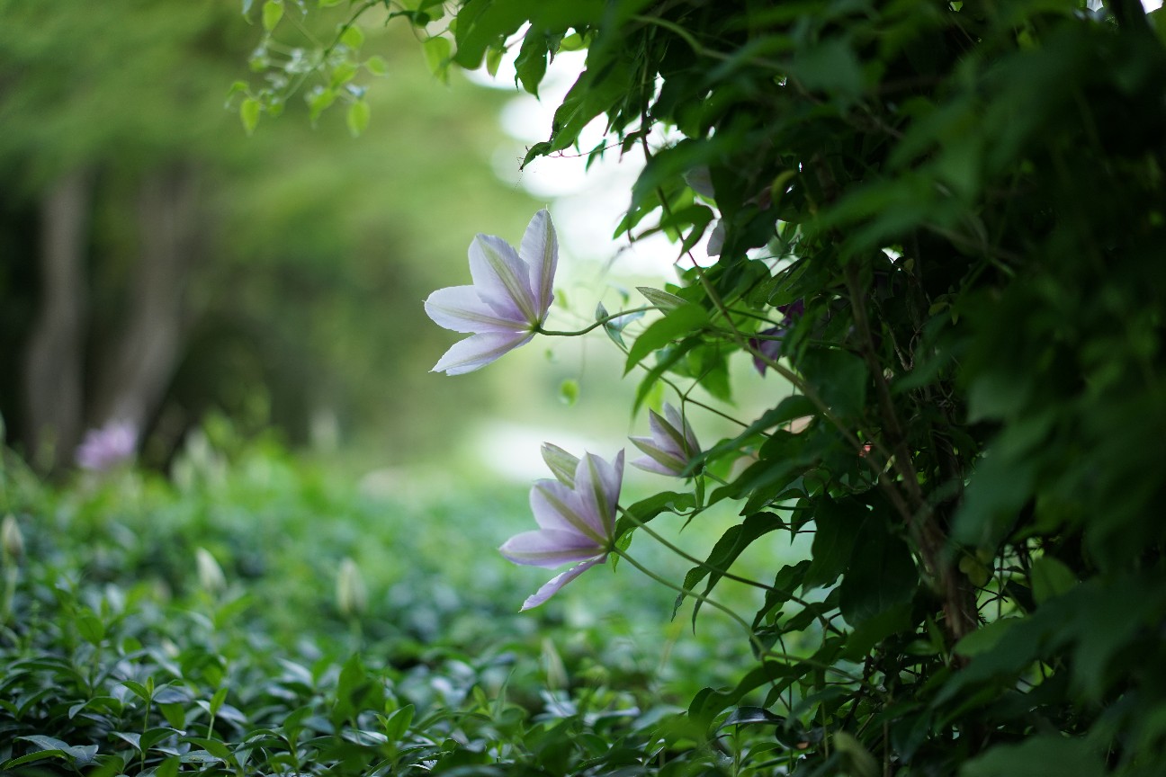 f:id:saiwai326:20260613140028j:image