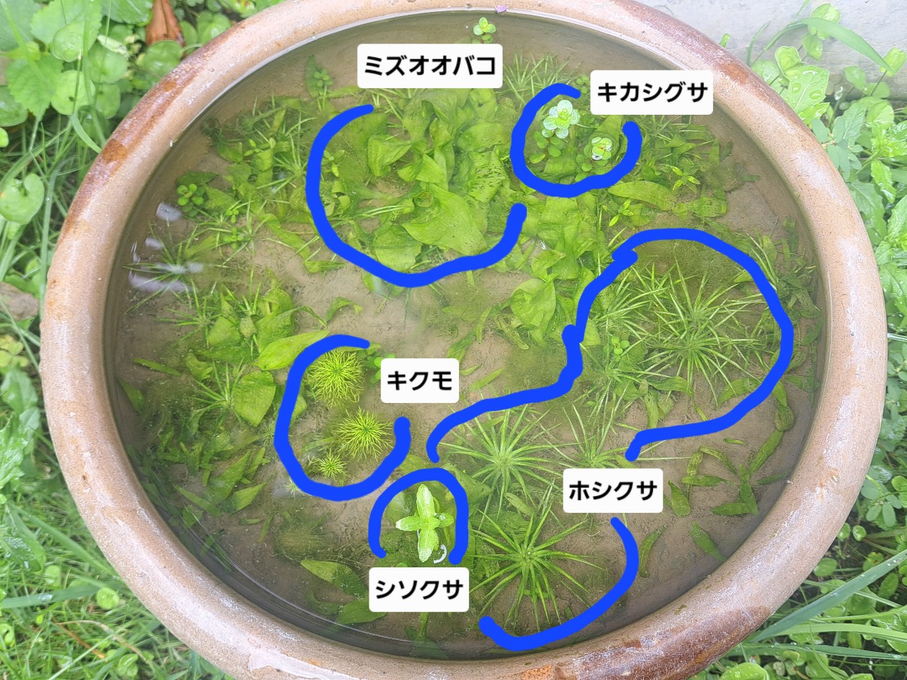 f:id:saiwai326:20260815101925j:image