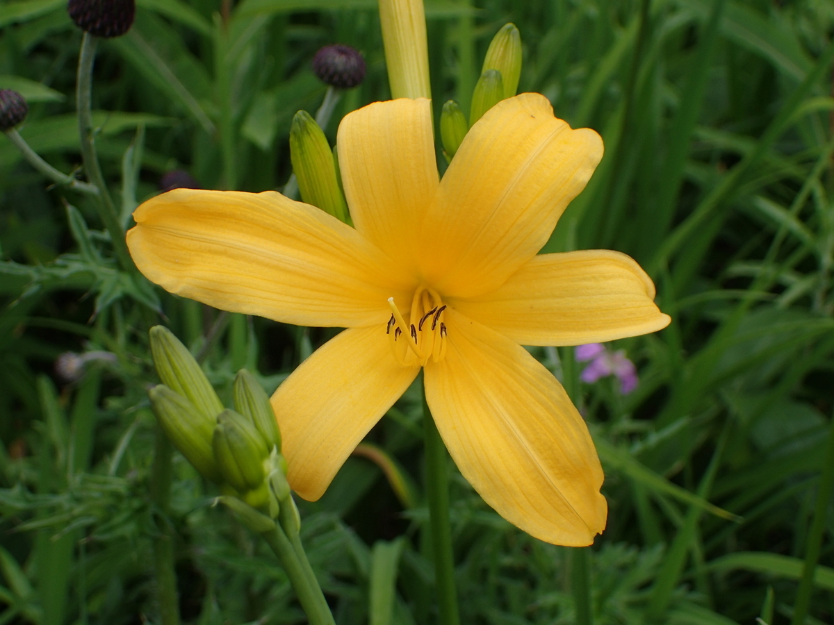 f:id:saiyuclub:20190726072040j:plain f:id:saiyuclub:20190726072040j:plain