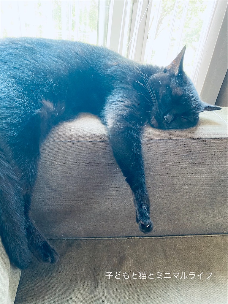 発達障害】緩やかな坂を登る、ミニマルライフ - 猫とミニマルライフ