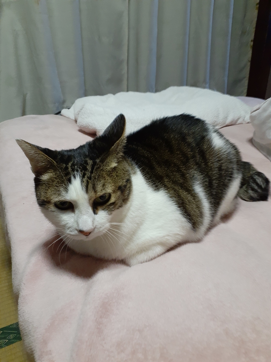 f:id:sajiniteru:20210503121858j:plain
