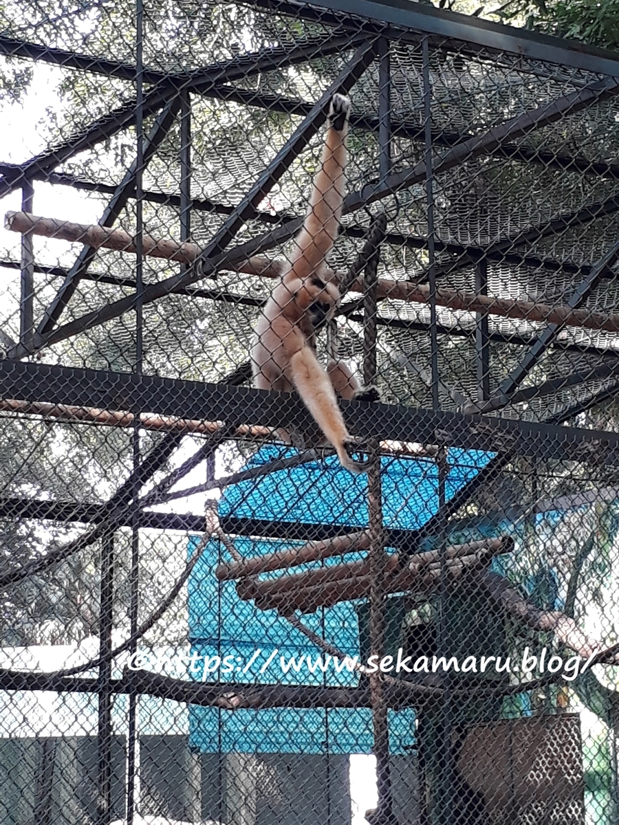 f:id:sak1gk:20190508100400j:plain f:id:sak1gk:20190508100400j:plain