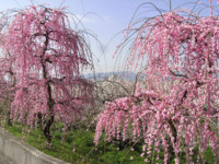 f:id:sak1sak:20120320093231j:image