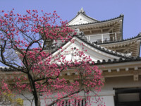 f:id:sak1sak:20120320104103j:image