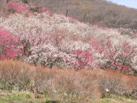 f:id:sak1sak:20120320122214j:image