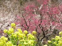 f:id:sak1sak:20120320122311j:image