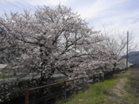 f:id:sak1sak:20120415111529j:image f:id:sak1sak:20120415111529j:image