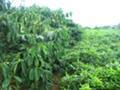 [vietnam]世界の中でも、コーヒーとお茶を隣り合って作るのは珍しいのでは？