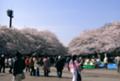 [tokyo]上野公園の桜