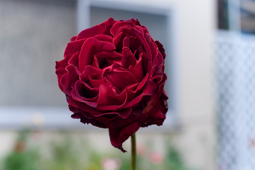 f:id:saka6060:20191127201856j:plain