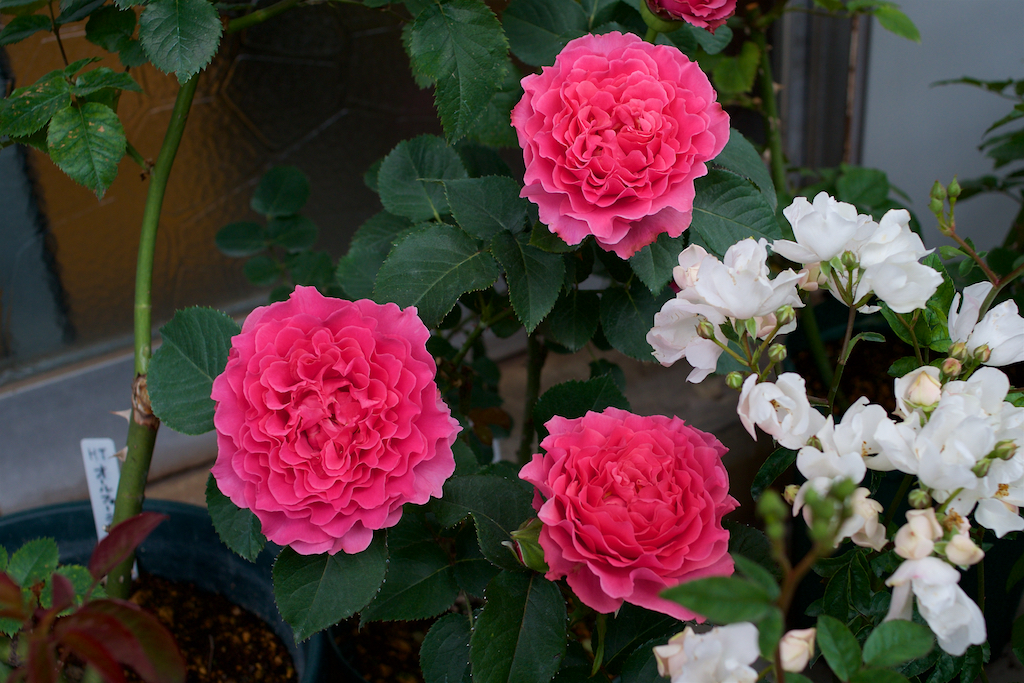 f:id:saka6060:20200520211315j:plain