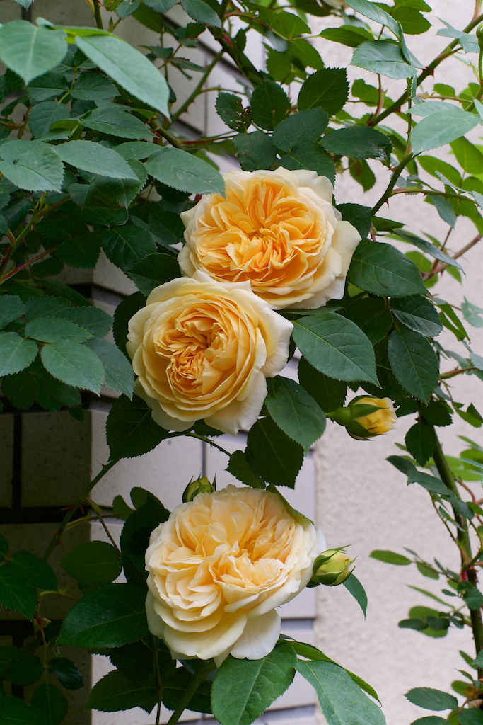 f:id:saka6060:20200522210629j:plain