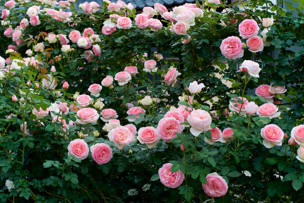 f:id:saka6060:20200525214409j:plain
