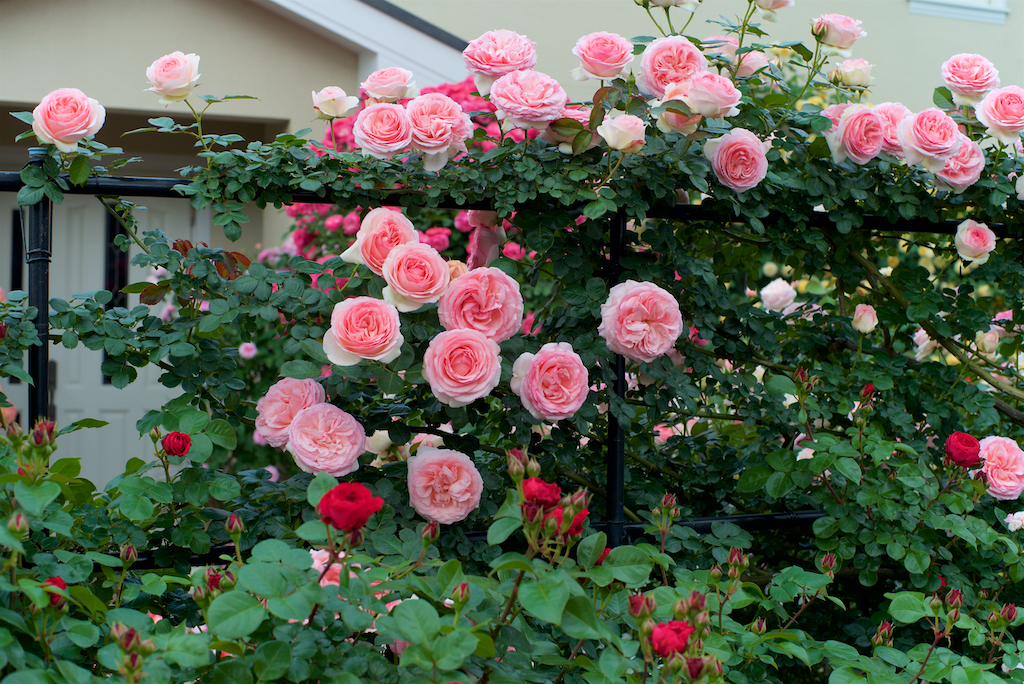 f:id:saka6060:20200525214442j:plain f:id:saka6060:20200525214442j:plain