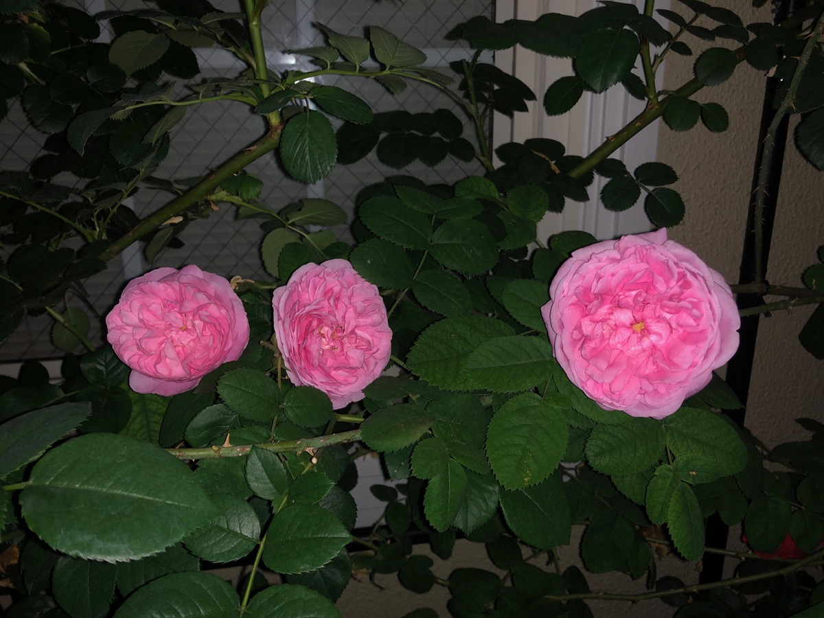 f:id:saka6060:20200605194519j:plain f:id:saka6060:20200605194519j:plain