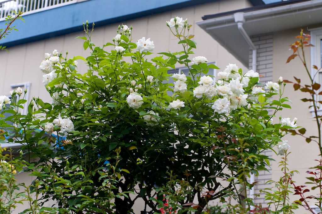 f:id:saka6060:20200713193010j:plain