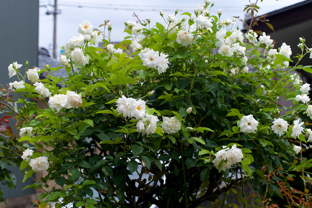 f:id:saka6060:20200717210643j:plain