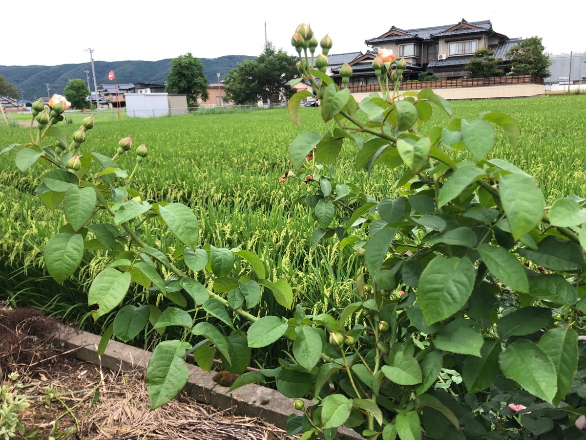f:id:saka6060:20200727193423j:plain