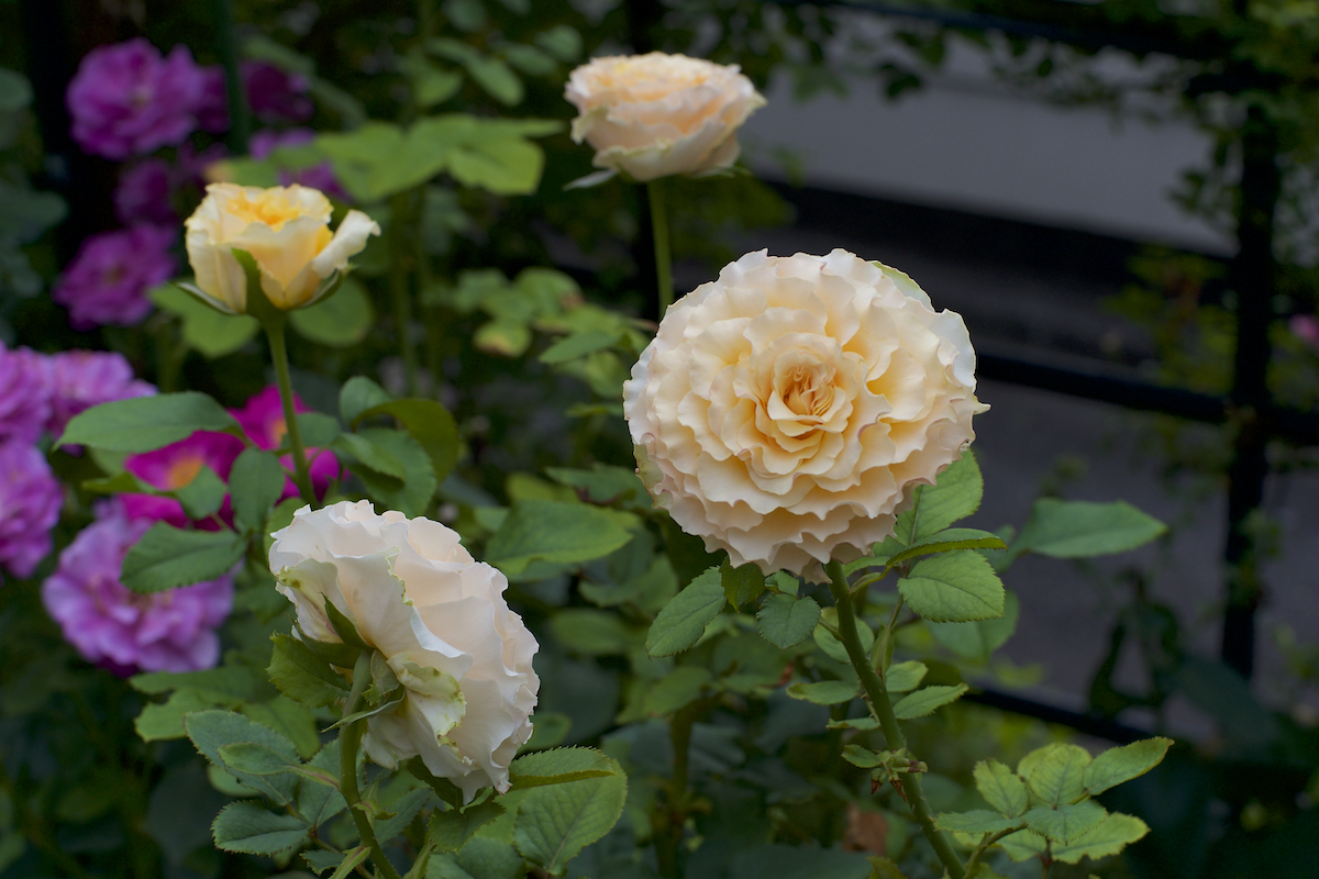 f:id:saka6060:20200804201425j:plain