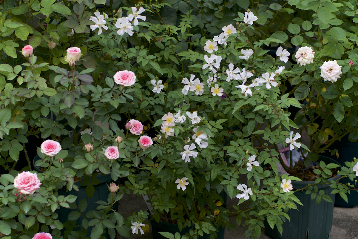 f:id:saka6060:20201003203455j:plain