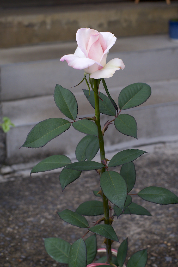 f:id:saka6060:20201018202426j:plain