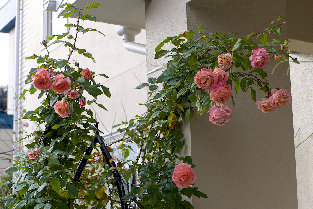 f:id:saka6060:20201129175537j:plain