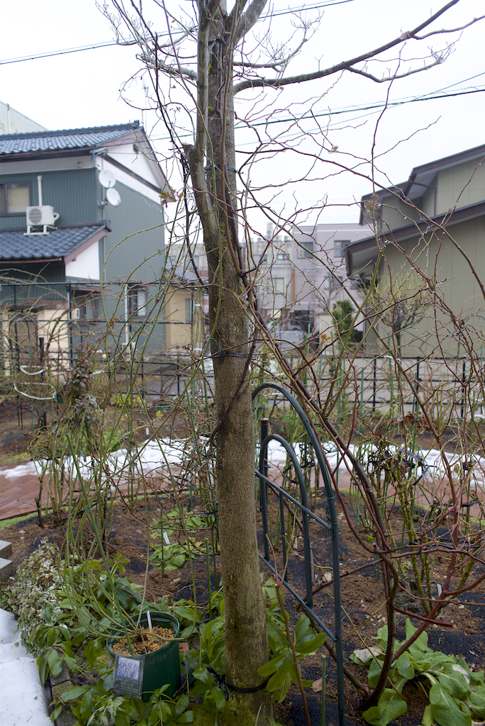 f:id:saka6060:20210207143411j:plain