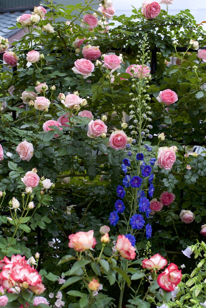 悔しい 大きく開いたバラの花をカット ばらとながぐつ 悔しい 大きく開いたバラの花をカット ばらとながぐつ