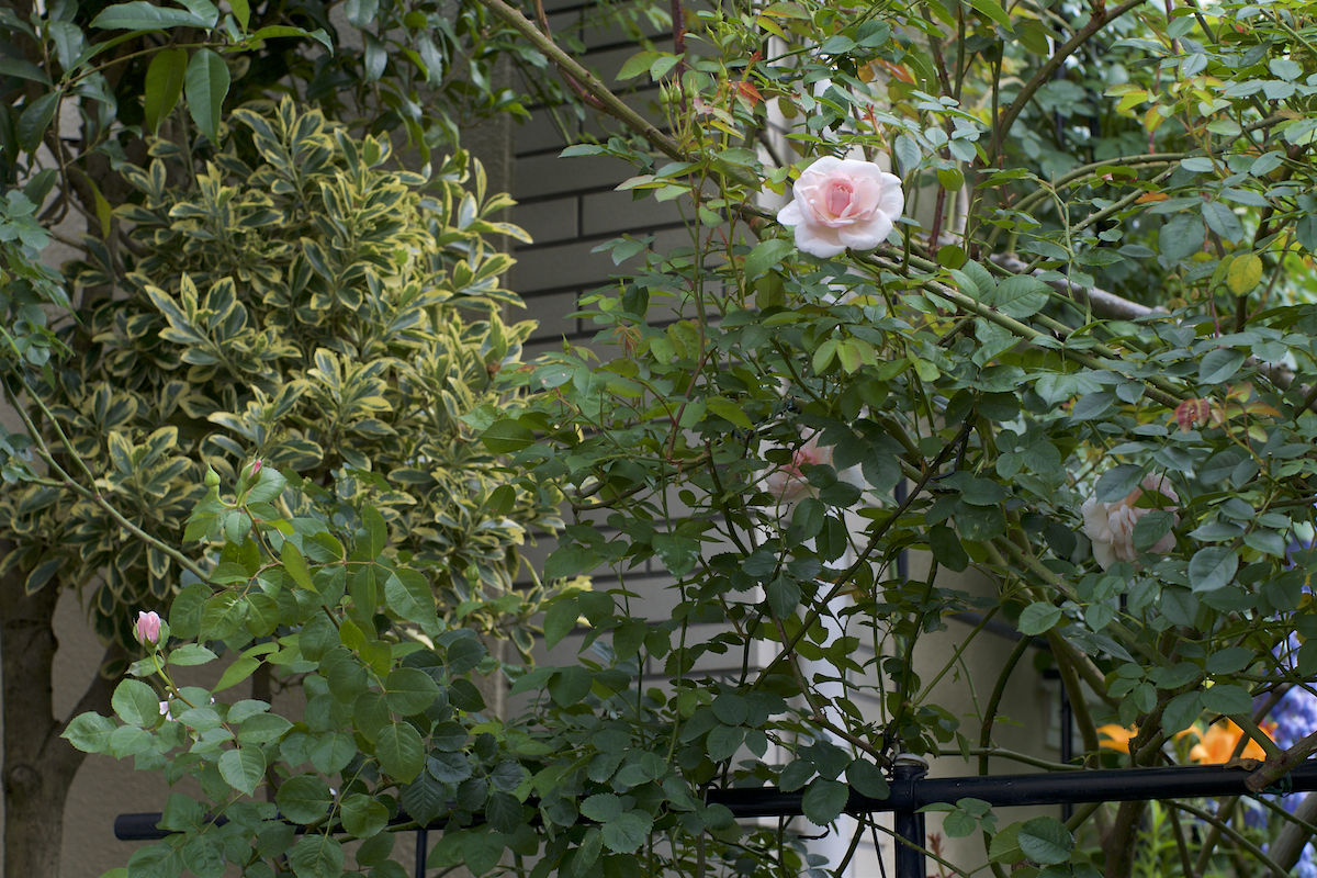 f:id:saka6060:20210617190128j:plain