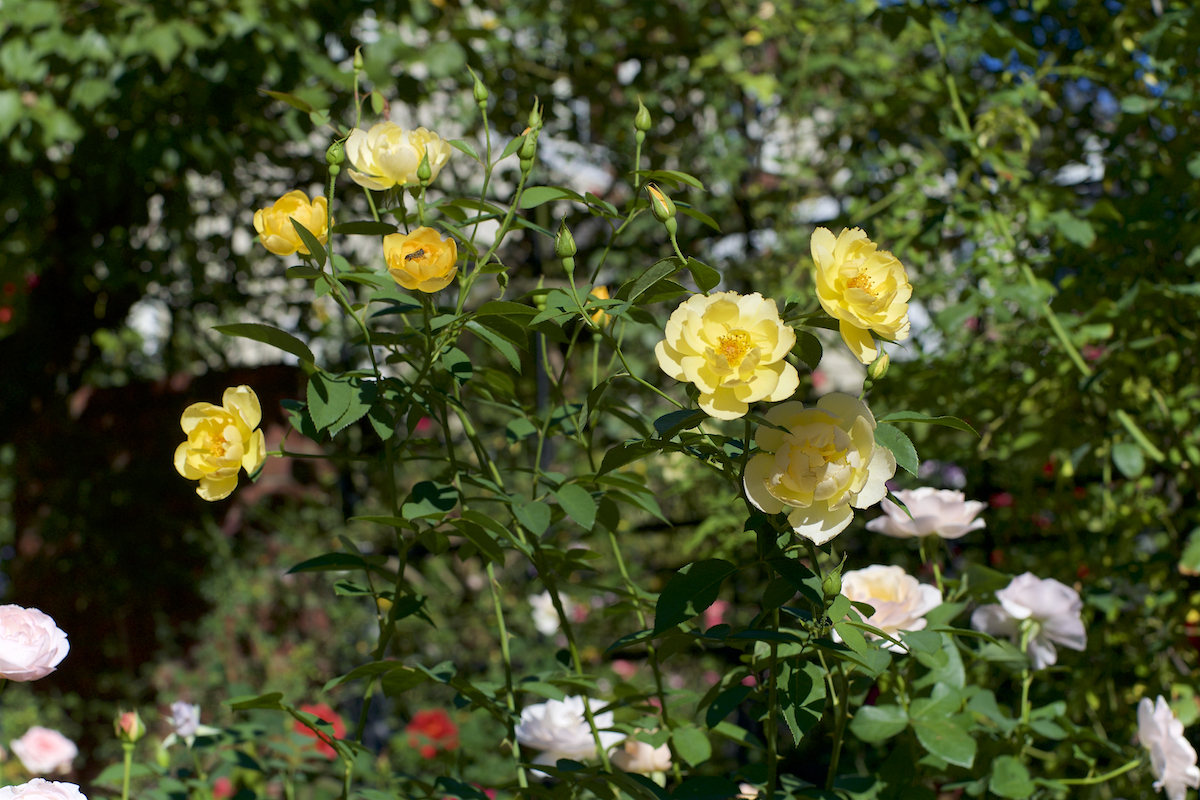 オープンガーデンの楽しみ ばらとながぐつ