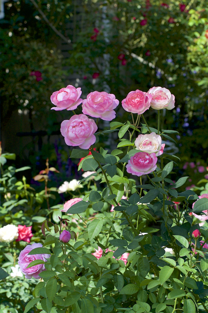 f:id:saka6060:20211021194601j:plain