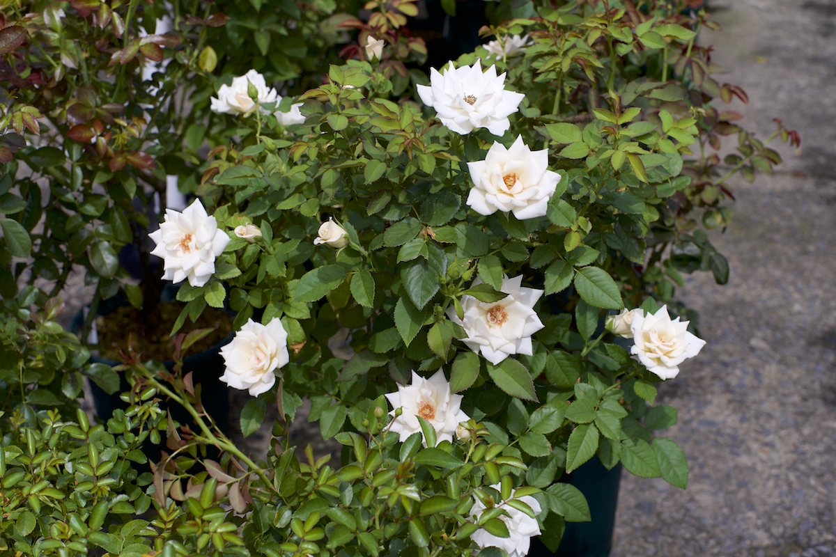 美しい エーデルワイス - ばらとながぐつ