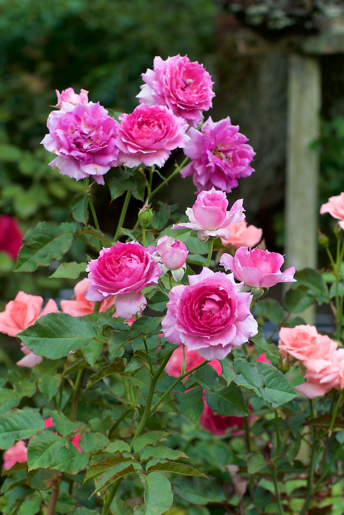 BTS 紅梅シリーズ 【⚠️バラ売り不可】 BTS 紅梅シリーズ 【⚠️バラ売り不可】 HoneyTeaStrawberry25p_img_pkg0