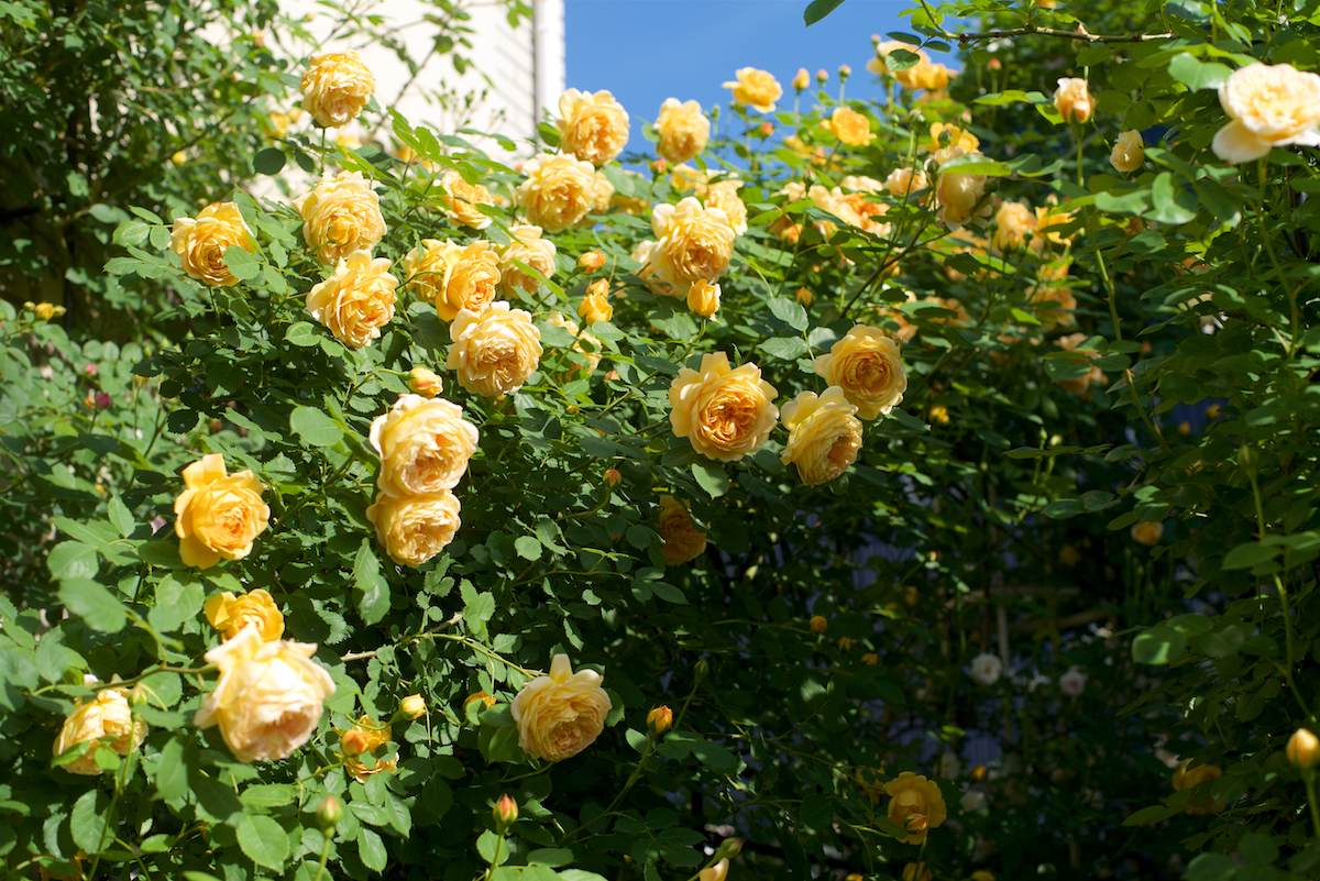 バラ談義に花が咲く日 - ばらとながぐつ