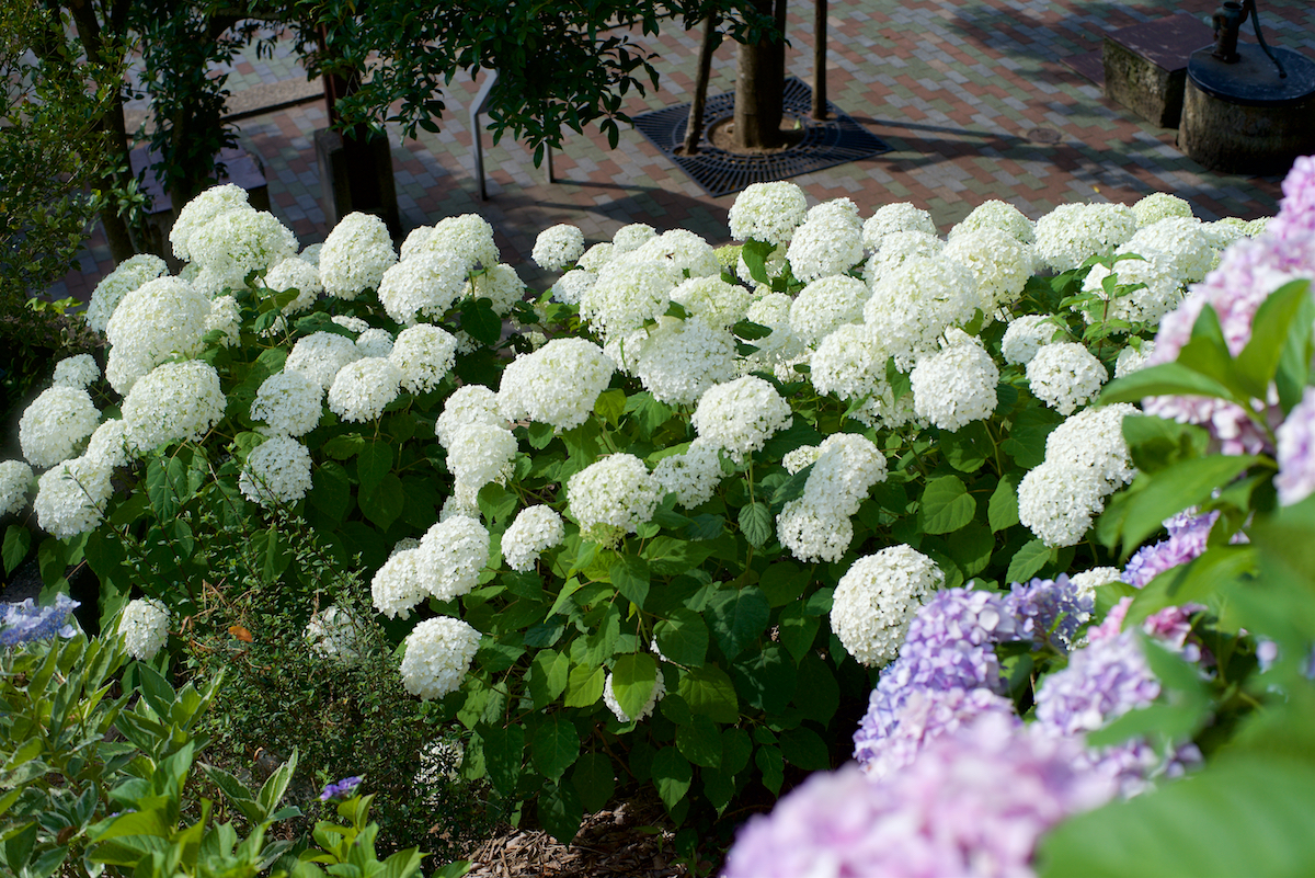 あじさい　2点 紫陽花が満開 二番花がきれい - ばらとながぐつ