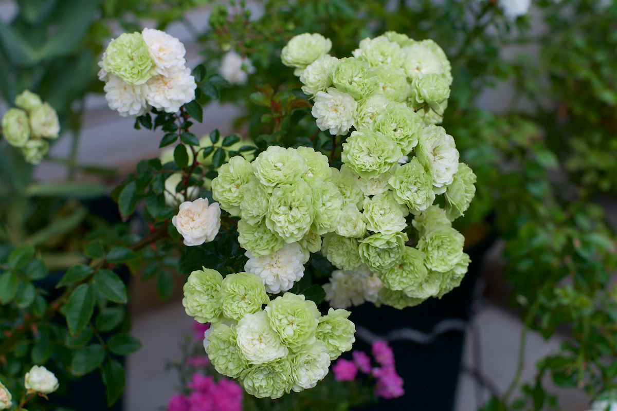 紫陽花が満開 二番花がきれい - ばらとながぐつ