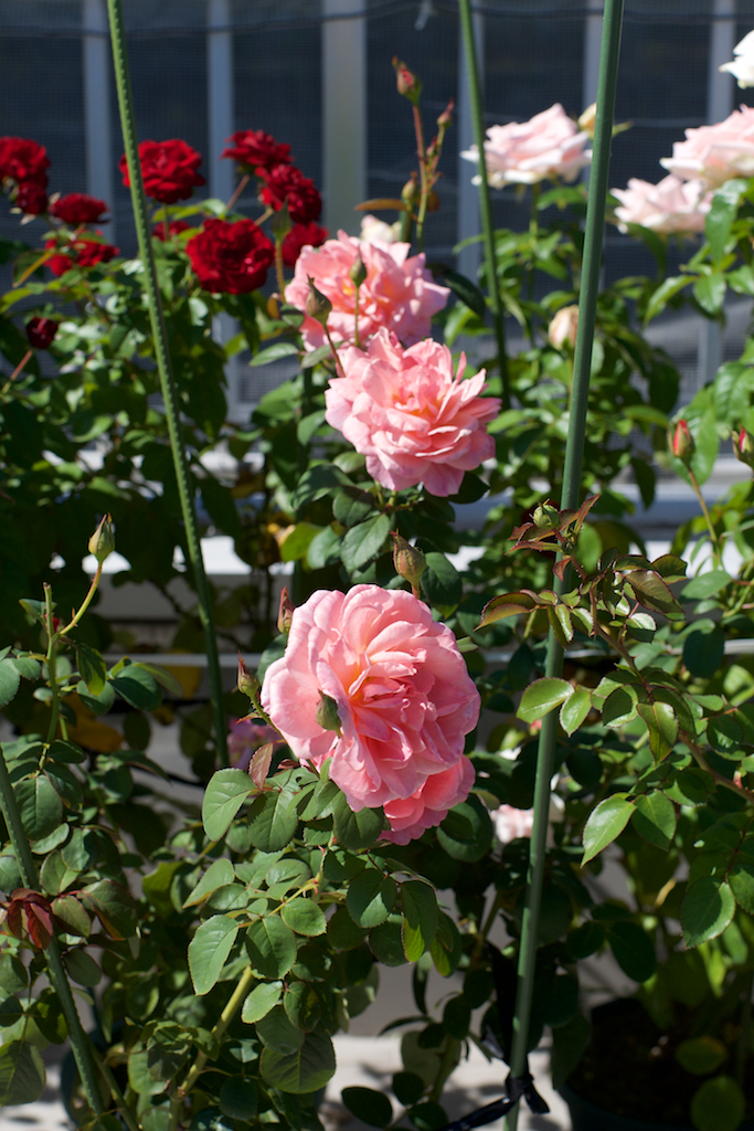 ✴️ かおりかざり ✴️ 中苗 ✴️ ✴️ かおりかざり ✴️ 新苗 ✴️ ✴️ かおりかざり ✴️ 中苗