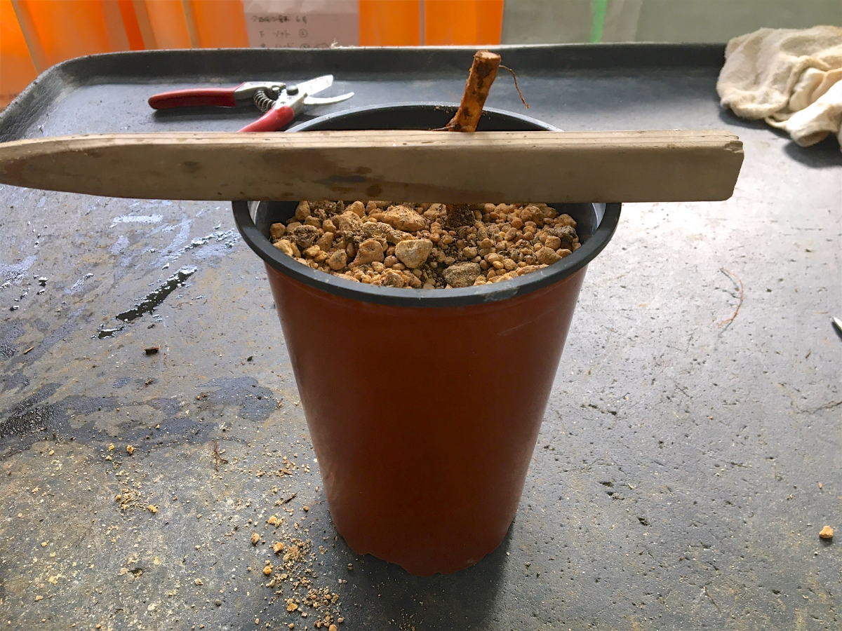 台木の植え付け - ばらとながぐつ